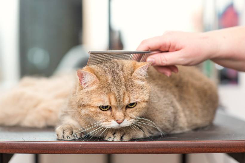 cat grooming cost - Golden cat having fur combed on grooming table