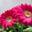 Rose A.