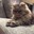 Cat J.