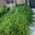 Suv S.