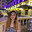 Elif O.