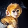 Hamish  M