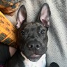 Amy D