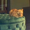 Ginger O