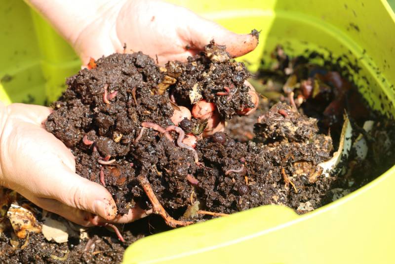 Earthworms in green vermicomposter, hidden in dirt, making compost