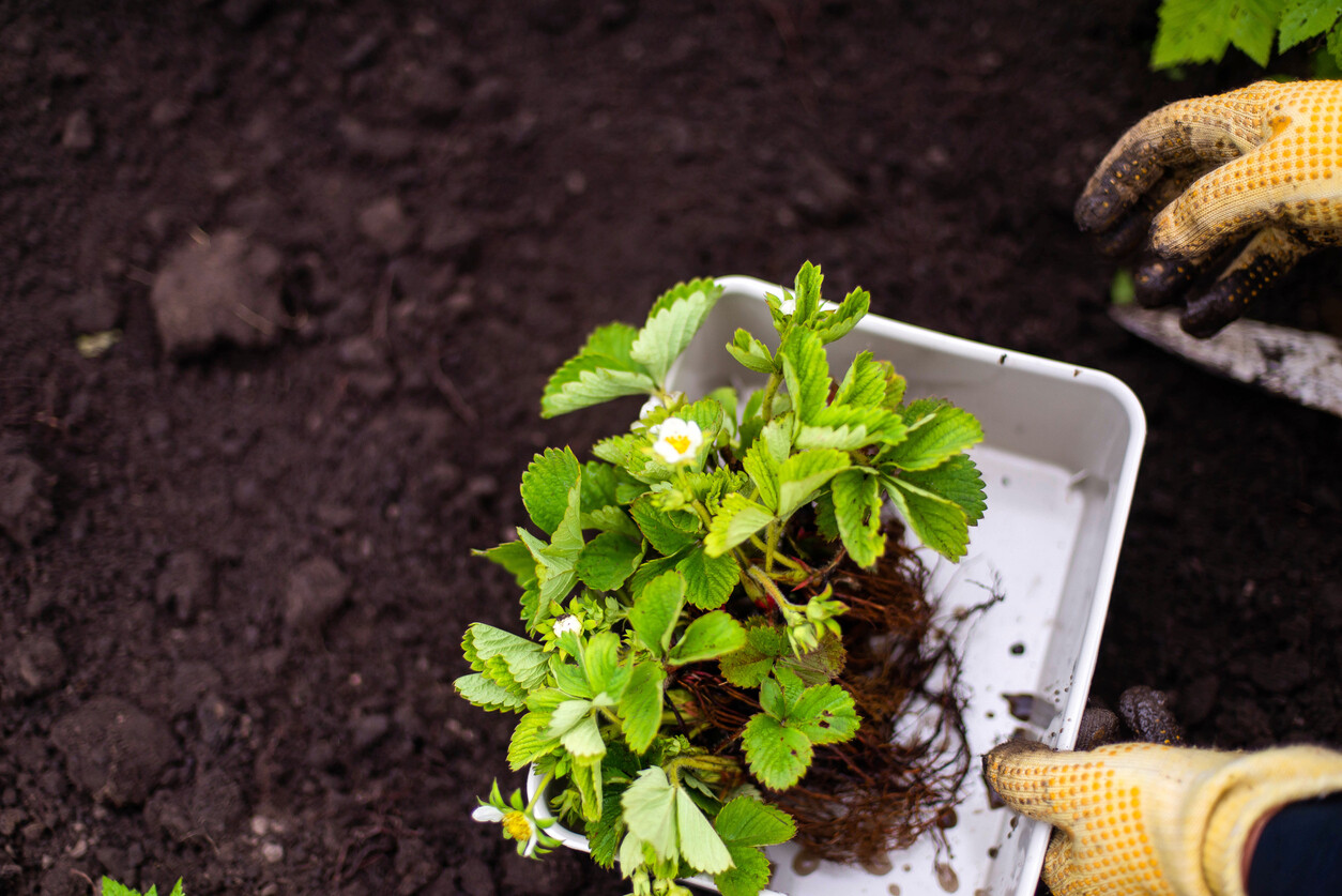 Plant ready to be placed in soil