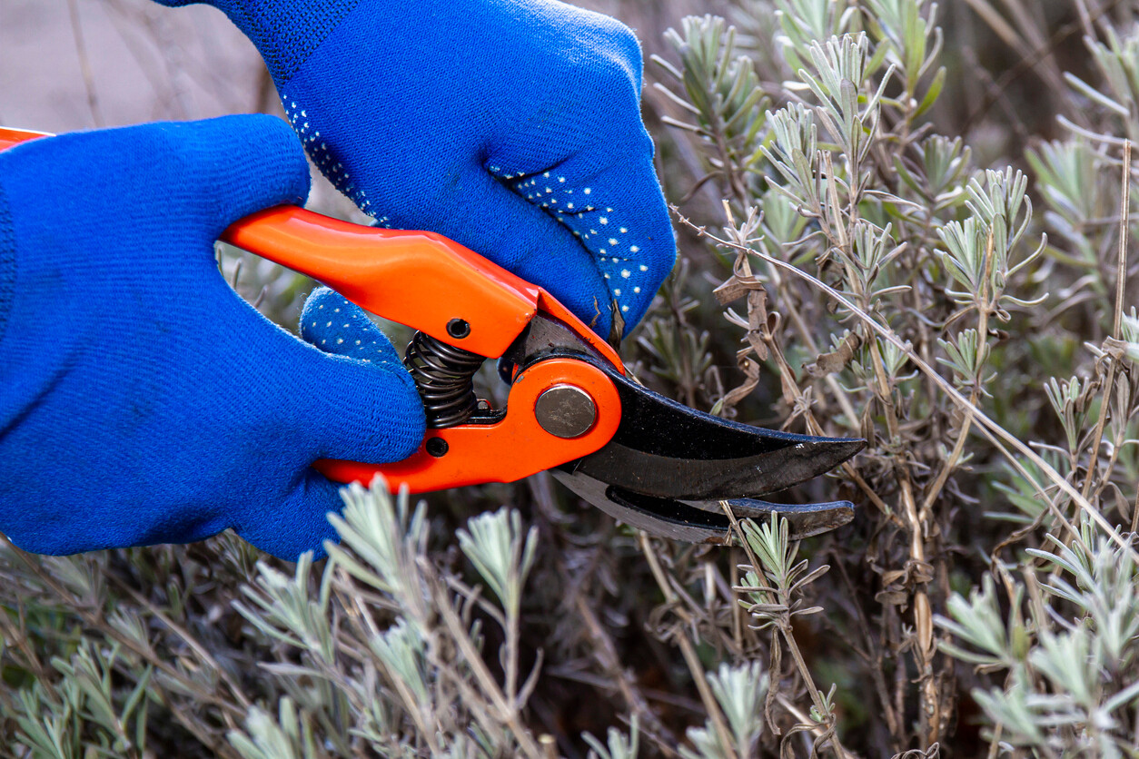 Plant being pruned